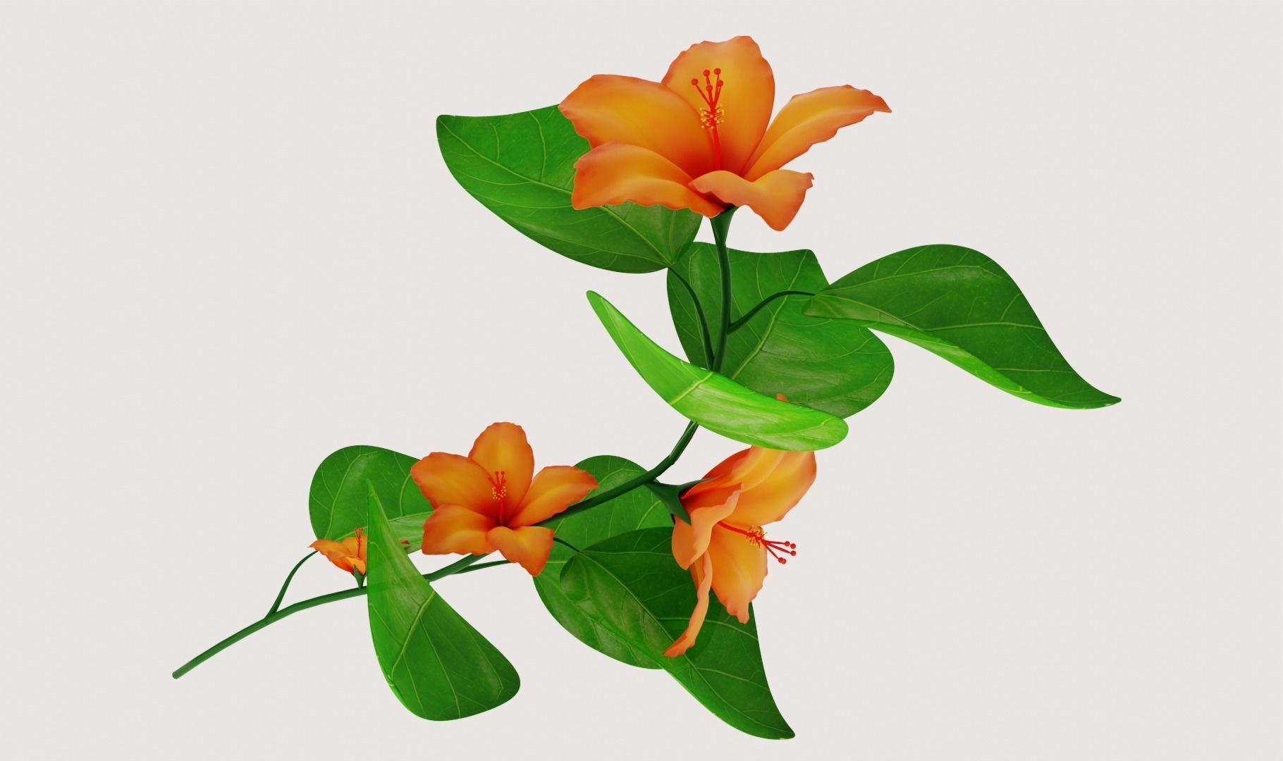 Flower Hibiscus  3D model_3