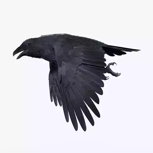 CROW - BLENDER Low-poly 3D model