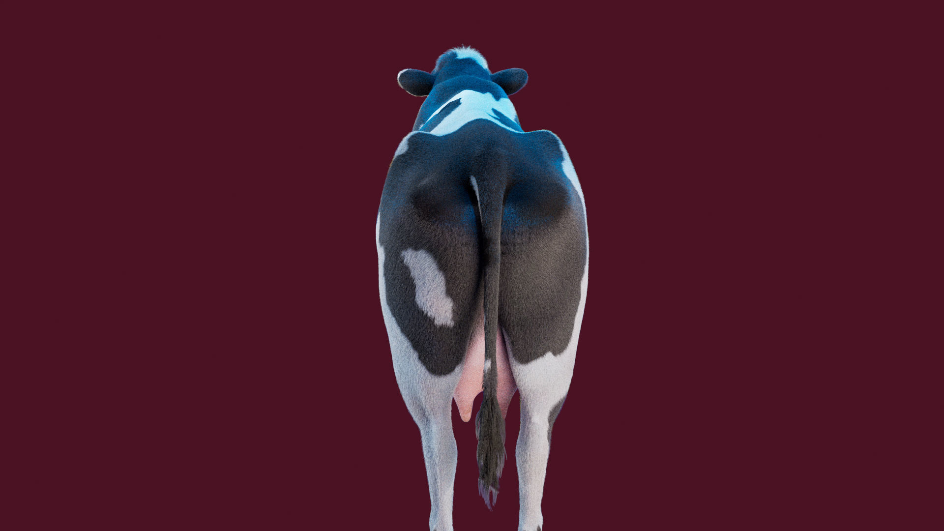 Cow Rigged Fur 3D model 3D model_12