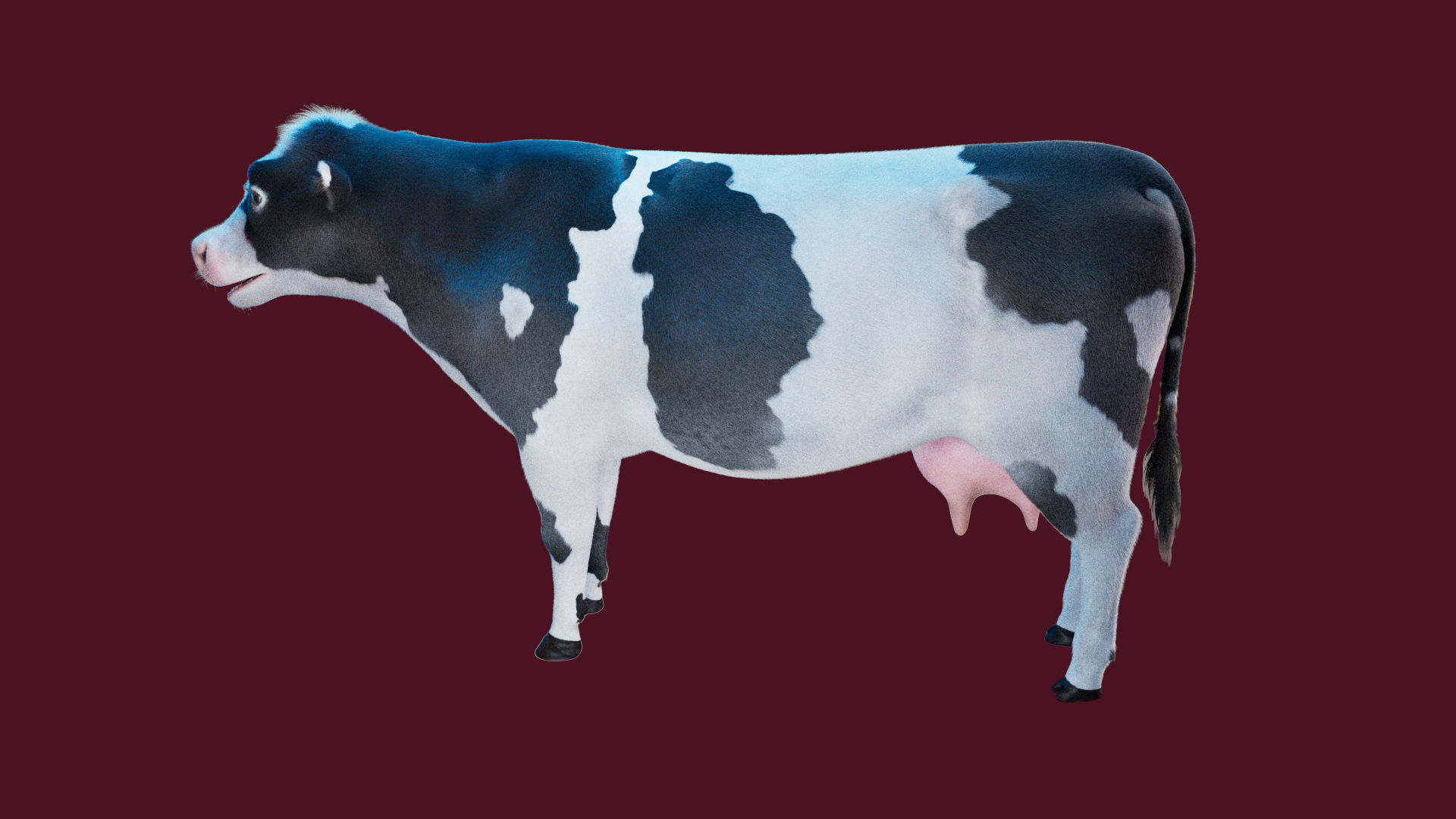Cow Rigged Fur 3D model 3D model_13