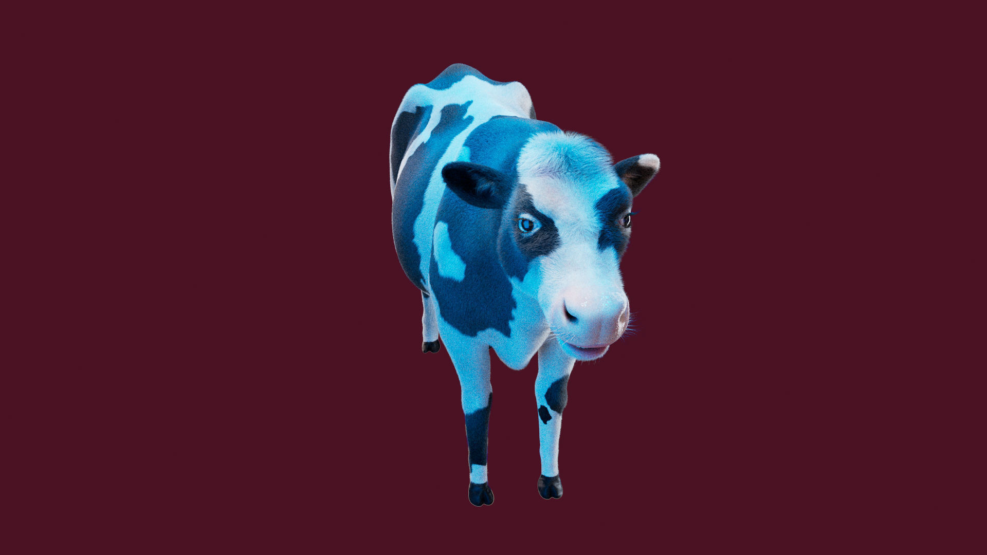 Cow Rigged Fur 3D model 3D model_23