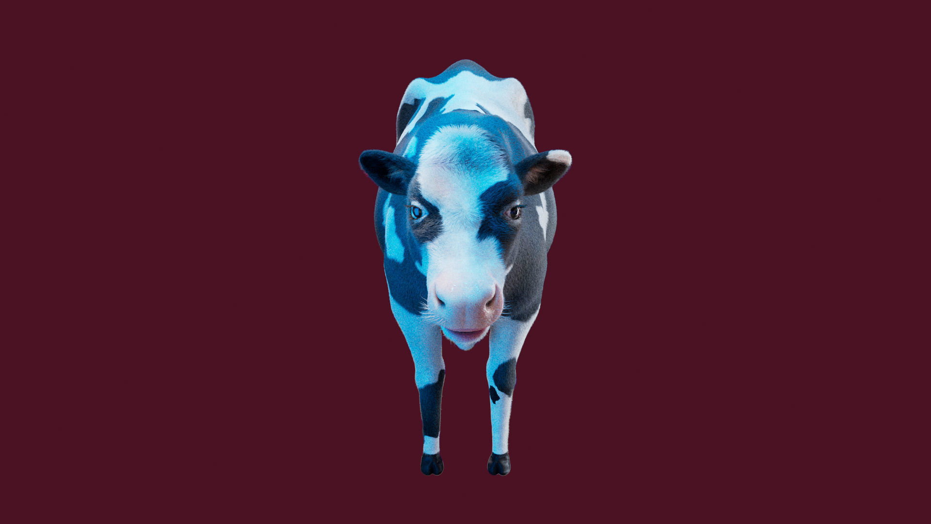 Cow Rigged Fur 3D model 3D model_9