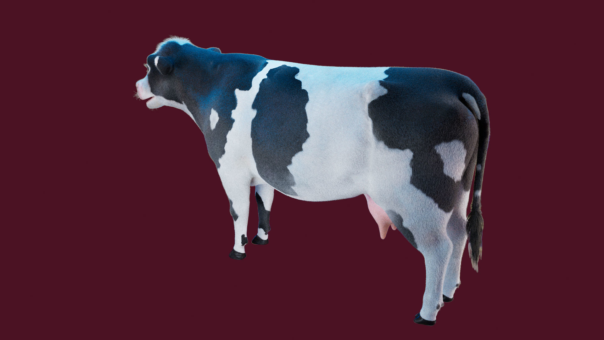 Cow Rigged Fur 3D model 3D model_11