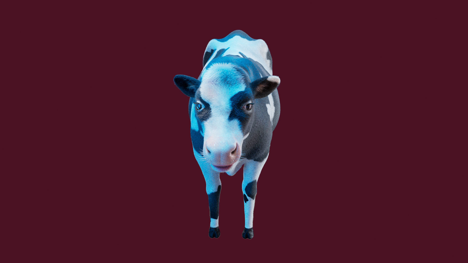 Cow Rigged Fur 3D model 3D model_7