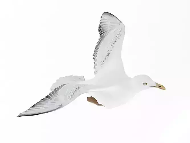 Seagull Bird 3D model