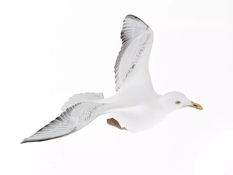 Seagull Bird 3D model_0