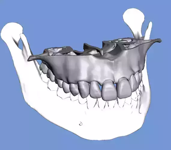 D006 Real human maxillary jaw anatomy with teeth 3D print model 3D print model