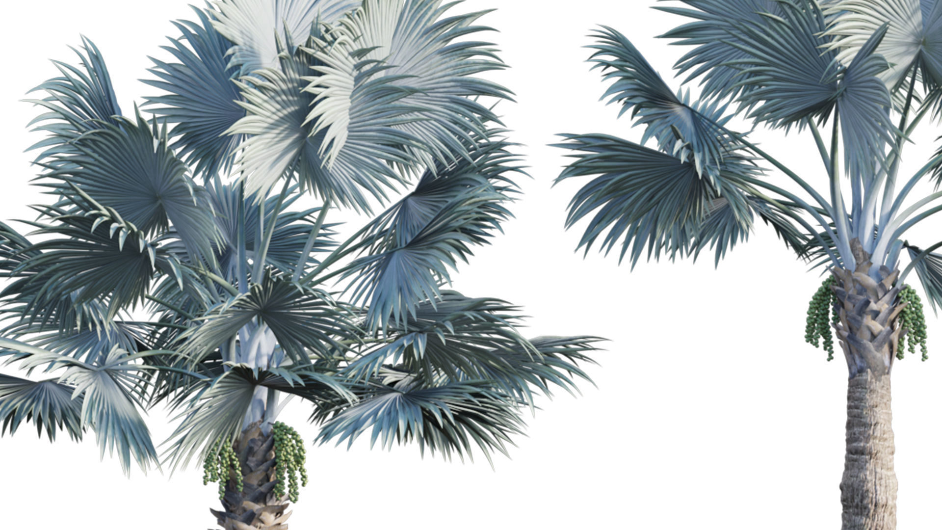 Bismarckia nobilis 02 3D model_7