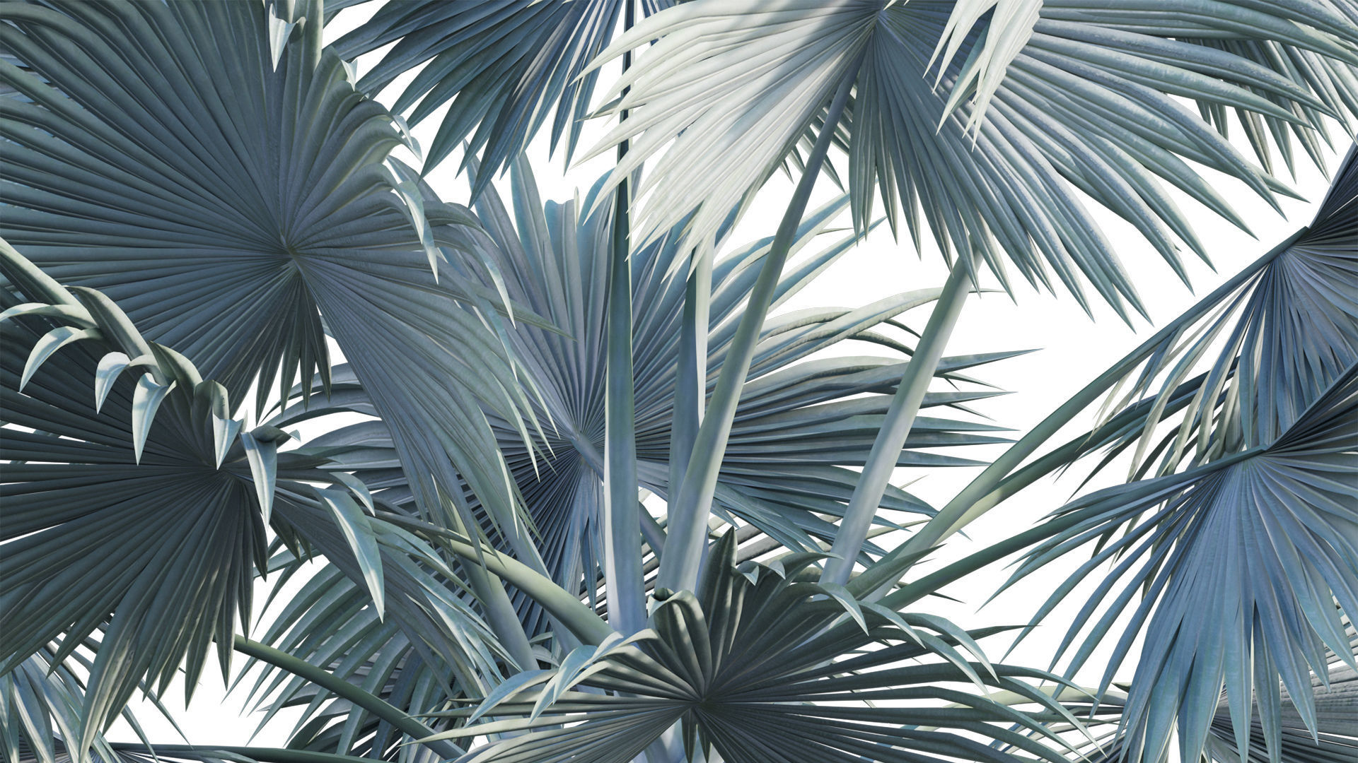 Bismarckia nobilis 02 3D model_3