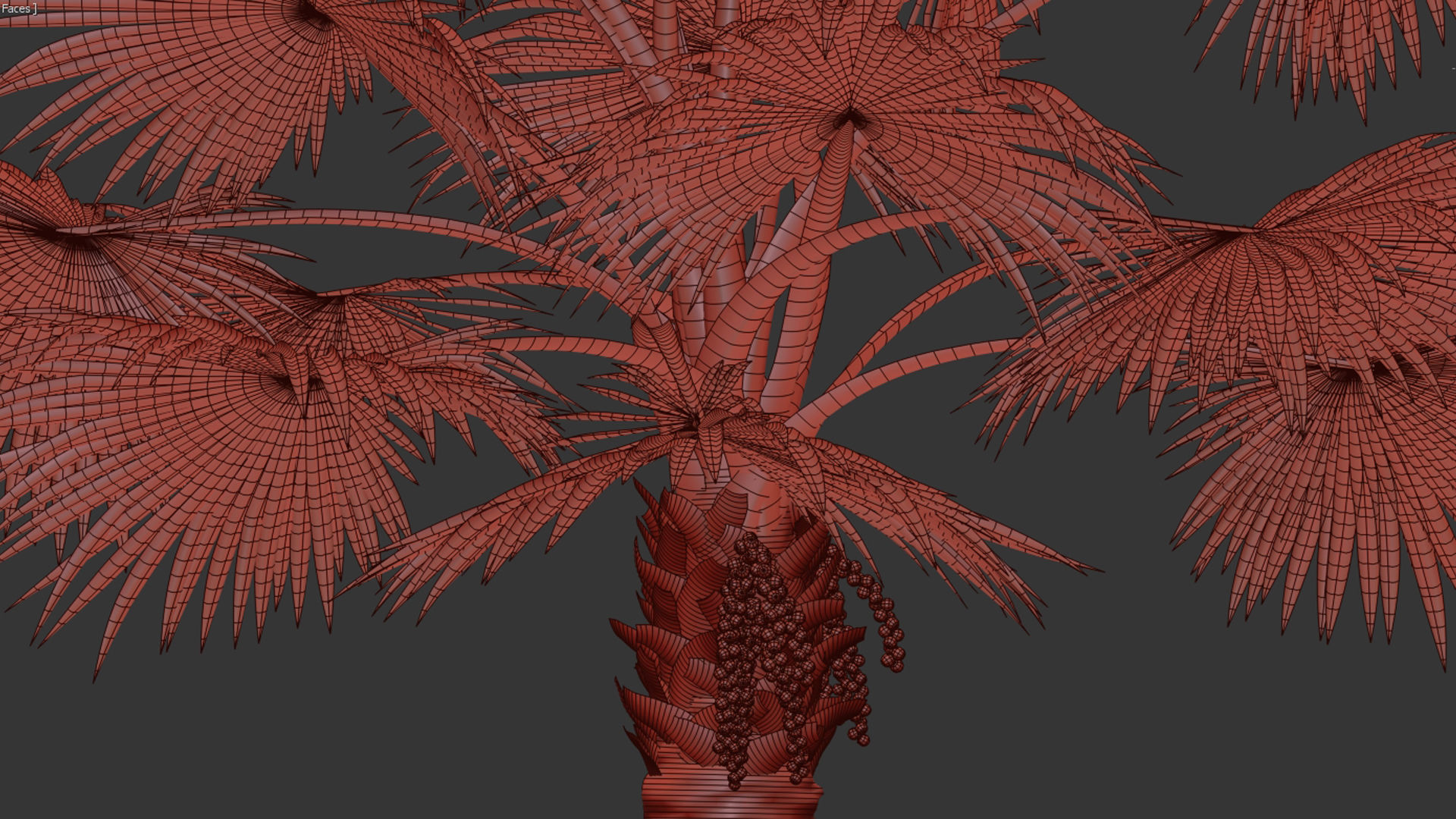 Bismarckia nobilis 02 3D model_9