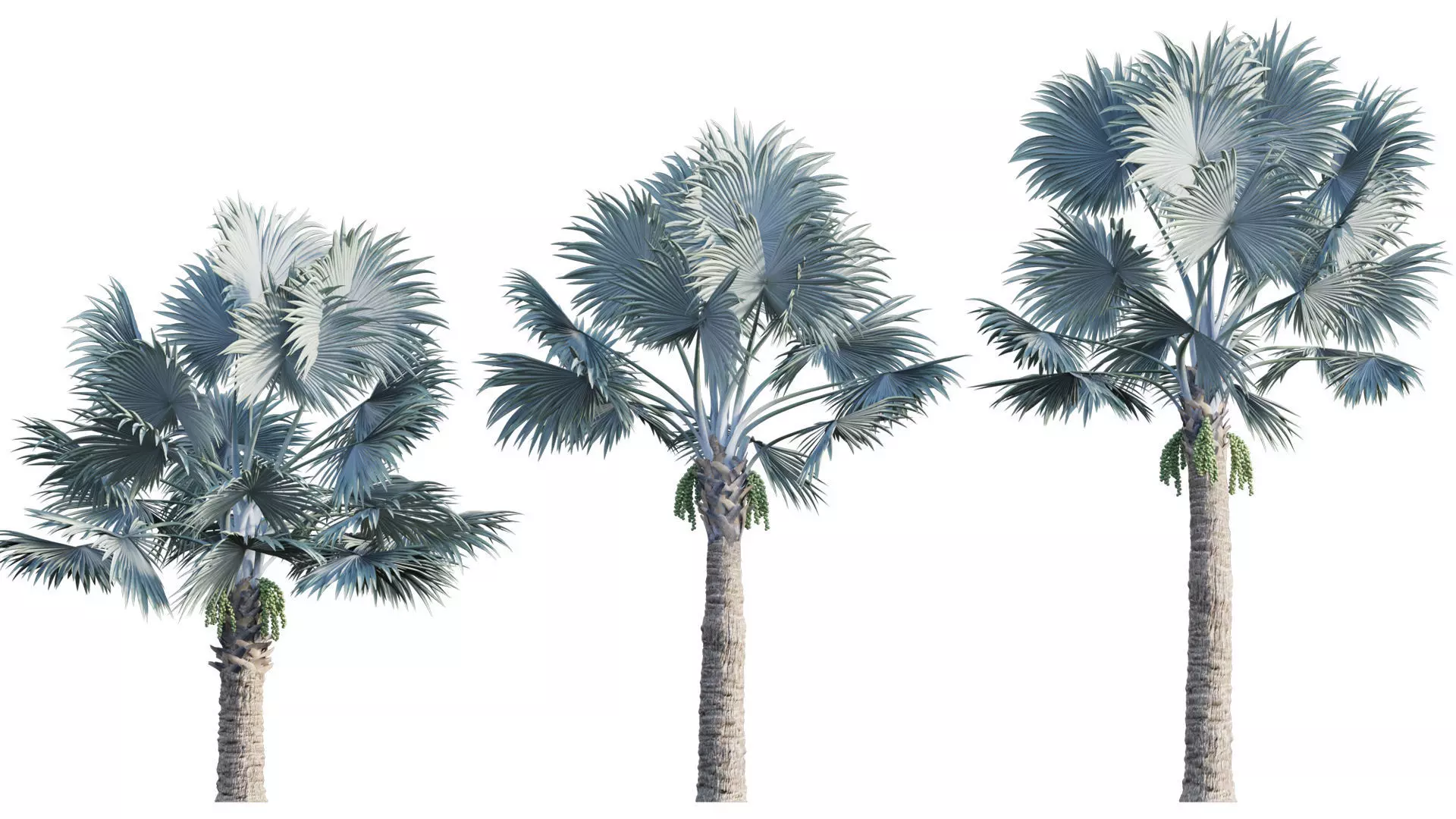 Bismarckia nobilis 02 3D model_0