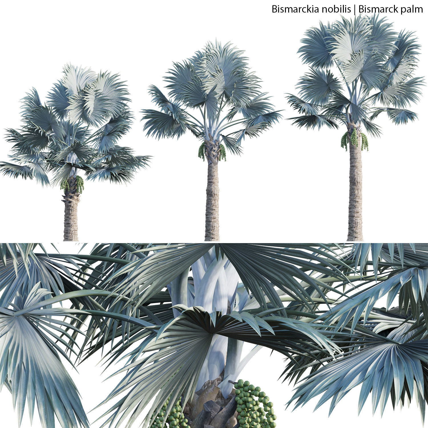 Bismarckia nobilis 02 3D model_2