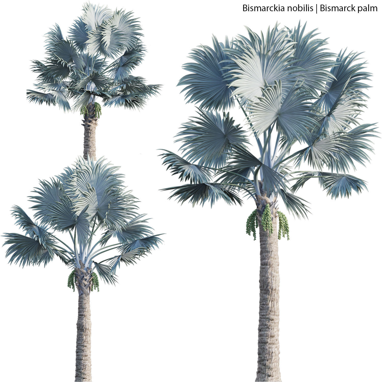 Bismarckia nobilis 02 3D model_1