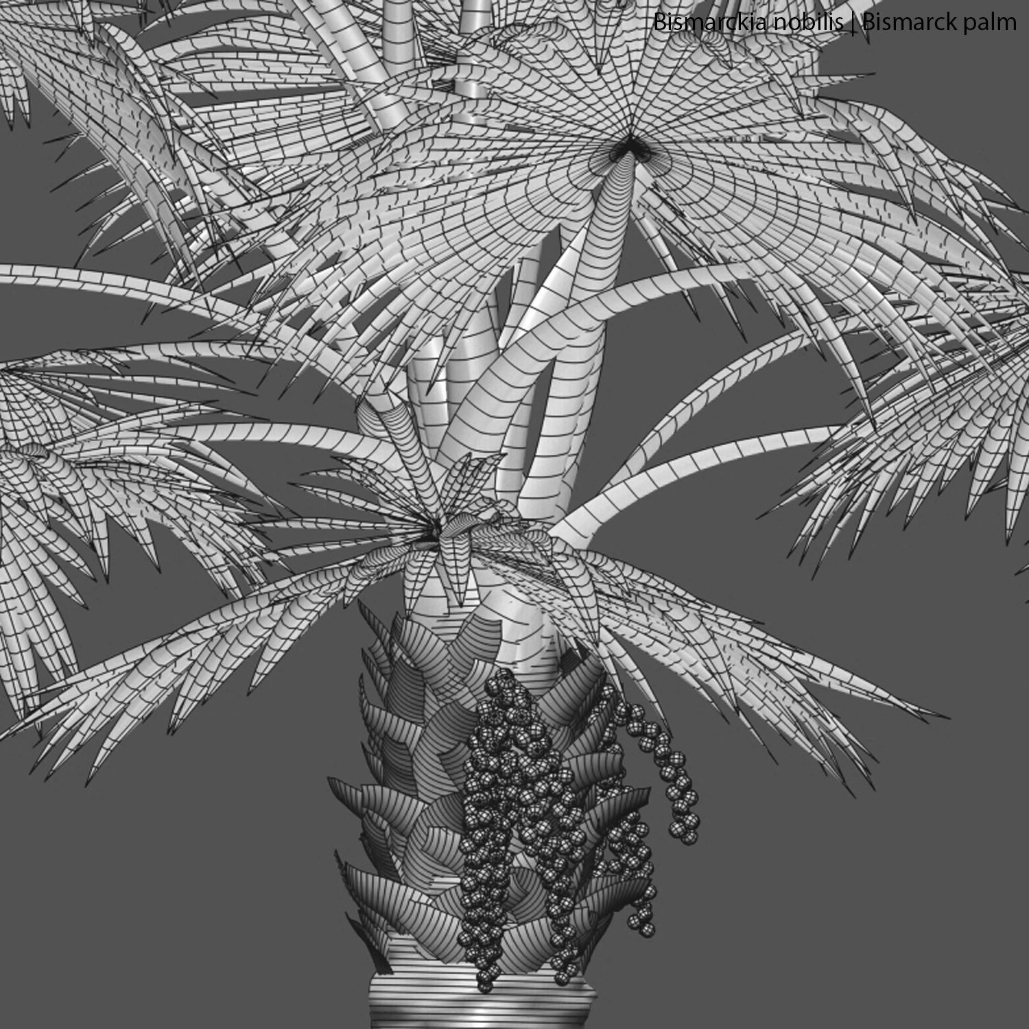 Bismarckia nobilis 02 3D model_5
