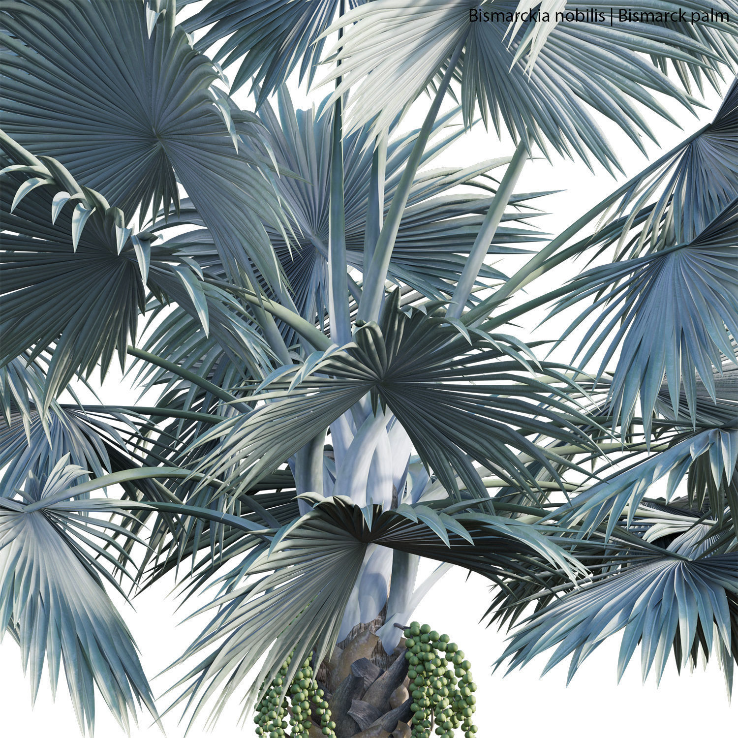 Bismarckia nobilis 02 3D model_4