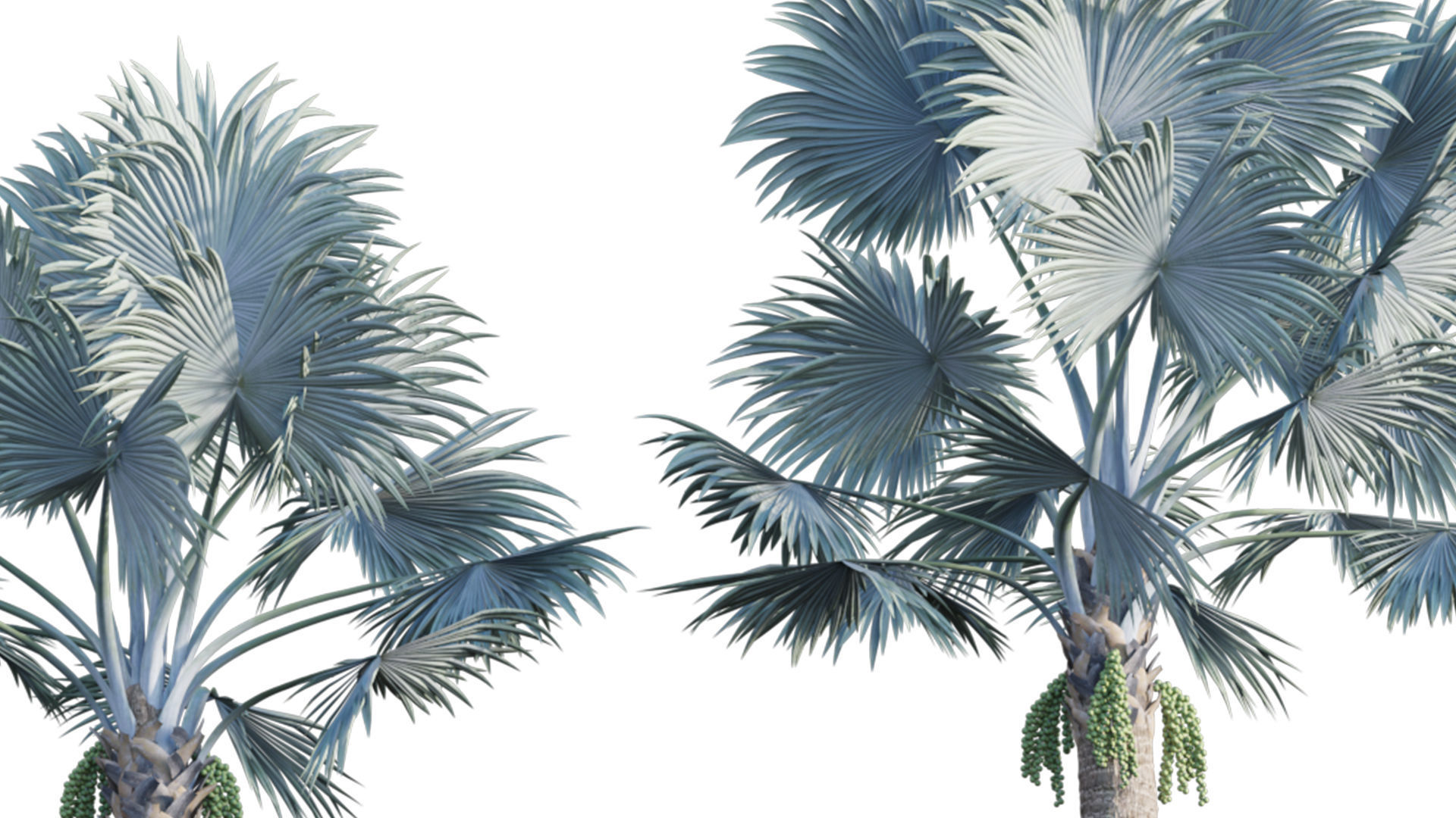 Bismarckia nobilis 02 3D model_6