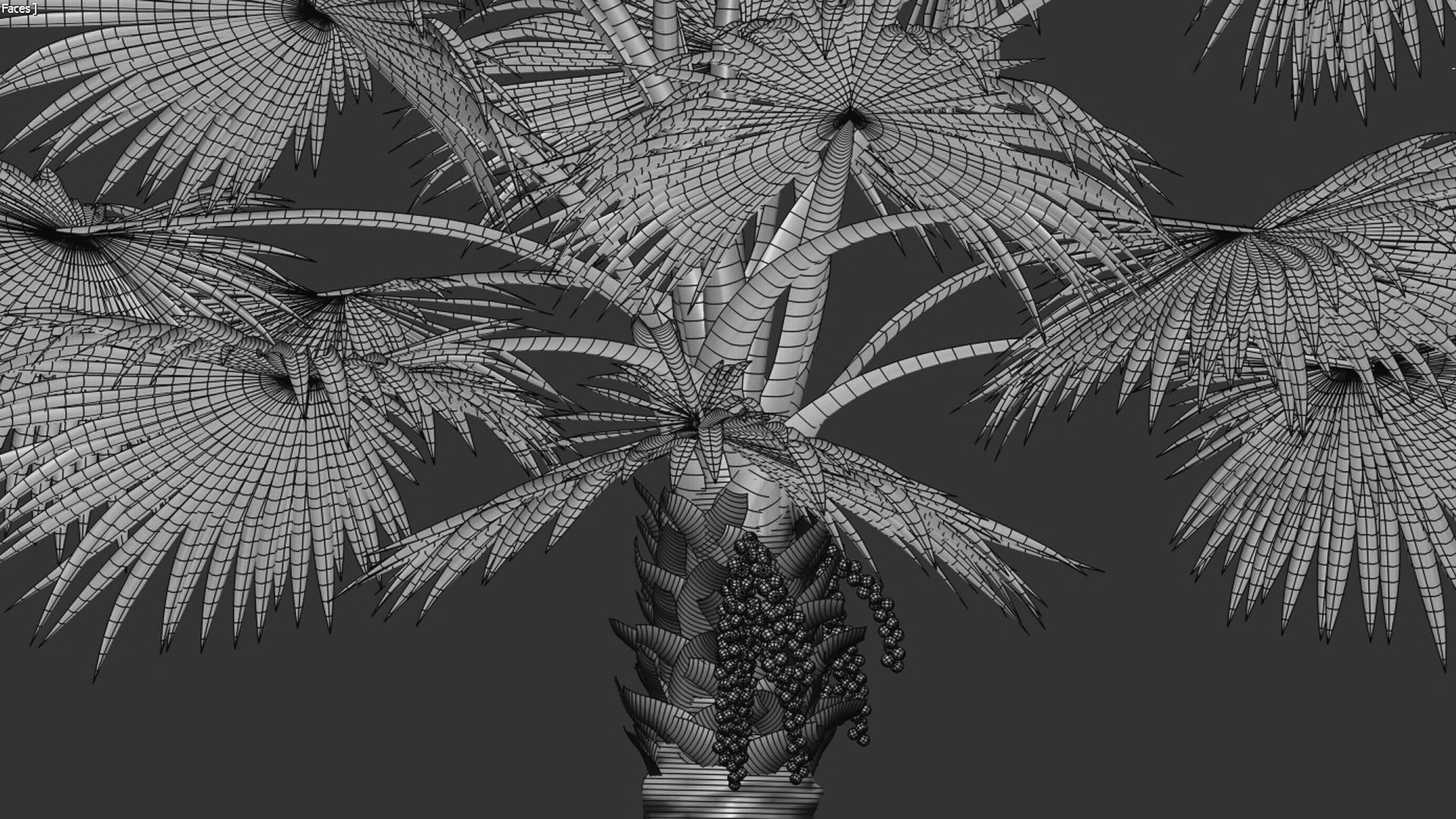Bismarckia nobilis 02 3D model_8