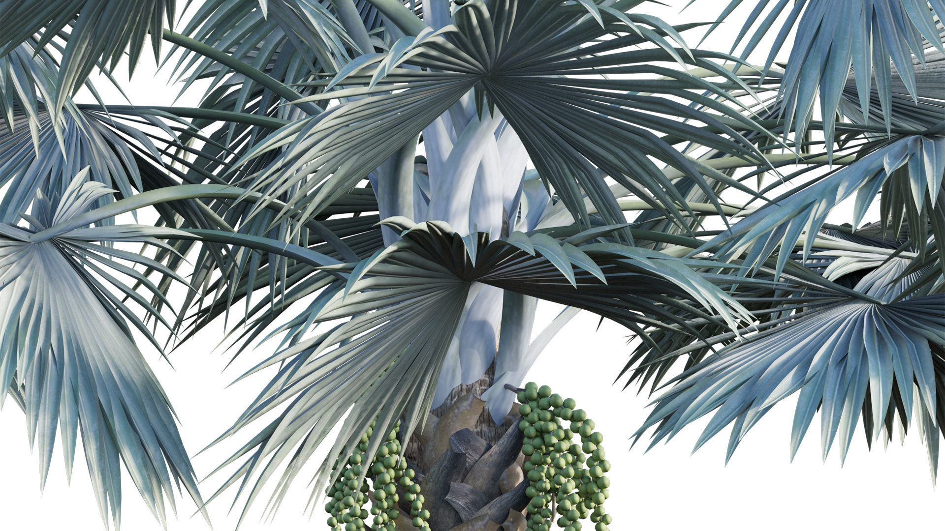 Bismarckia nobilis 02 3D model_10