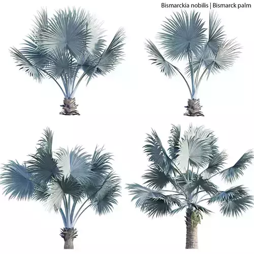 Bismarckia nobilis 01