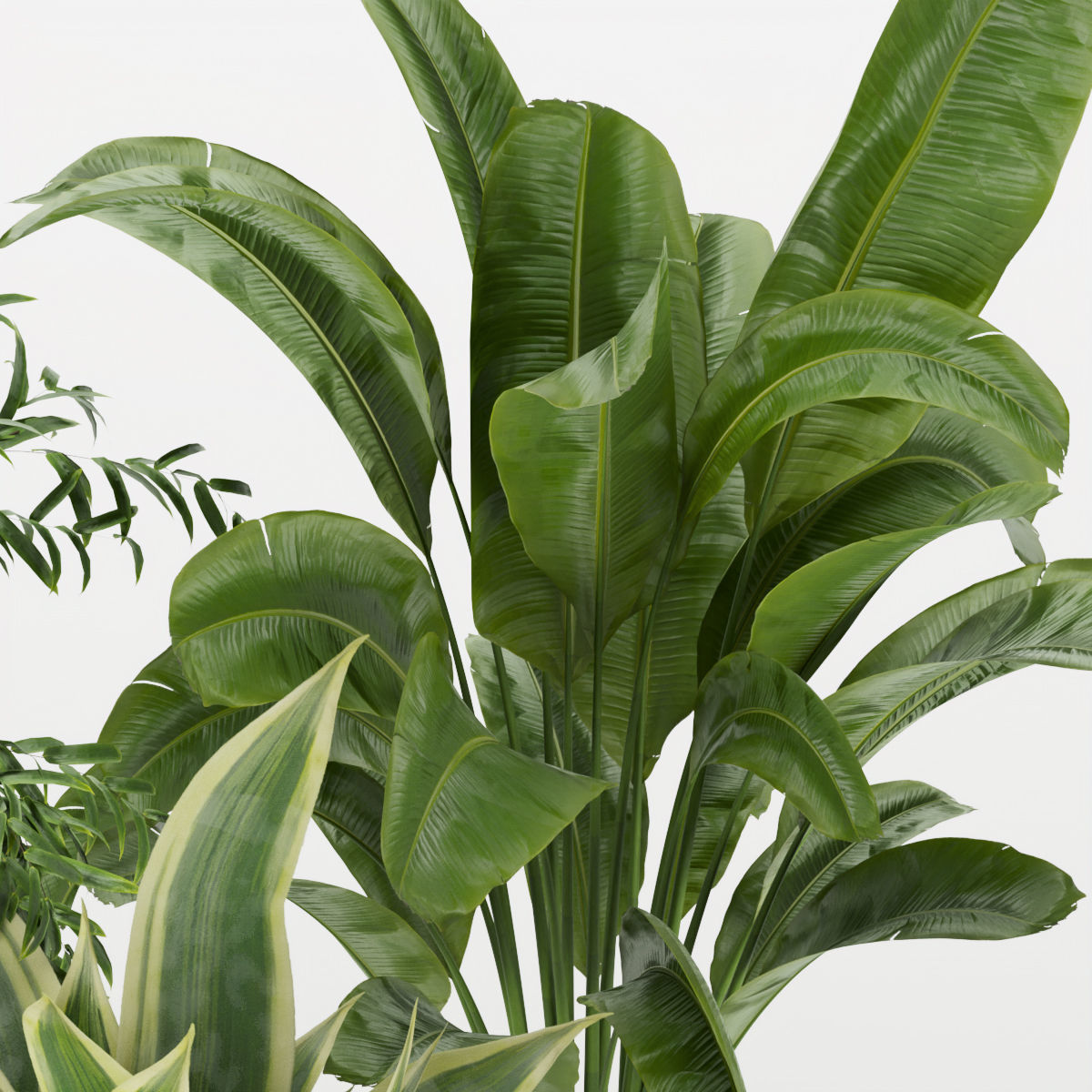Collection plant vol 353 - fiddle - banana - aspidistra 3D model_2