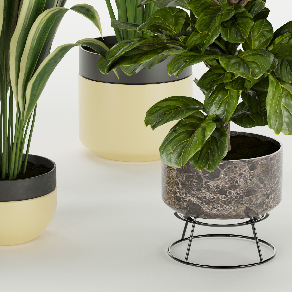 Collection plant vol 353 - fiddle - banana - aspidistra 3D model_5