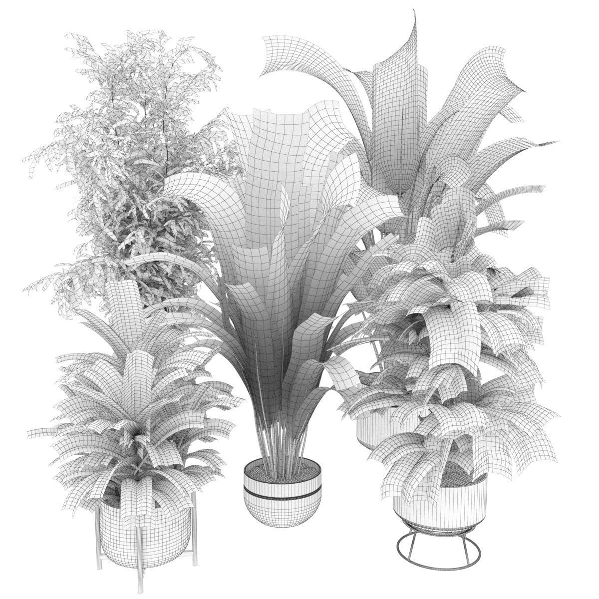 Collection plant vol 353 - fiddle - banana - aspidistra 3D model_6