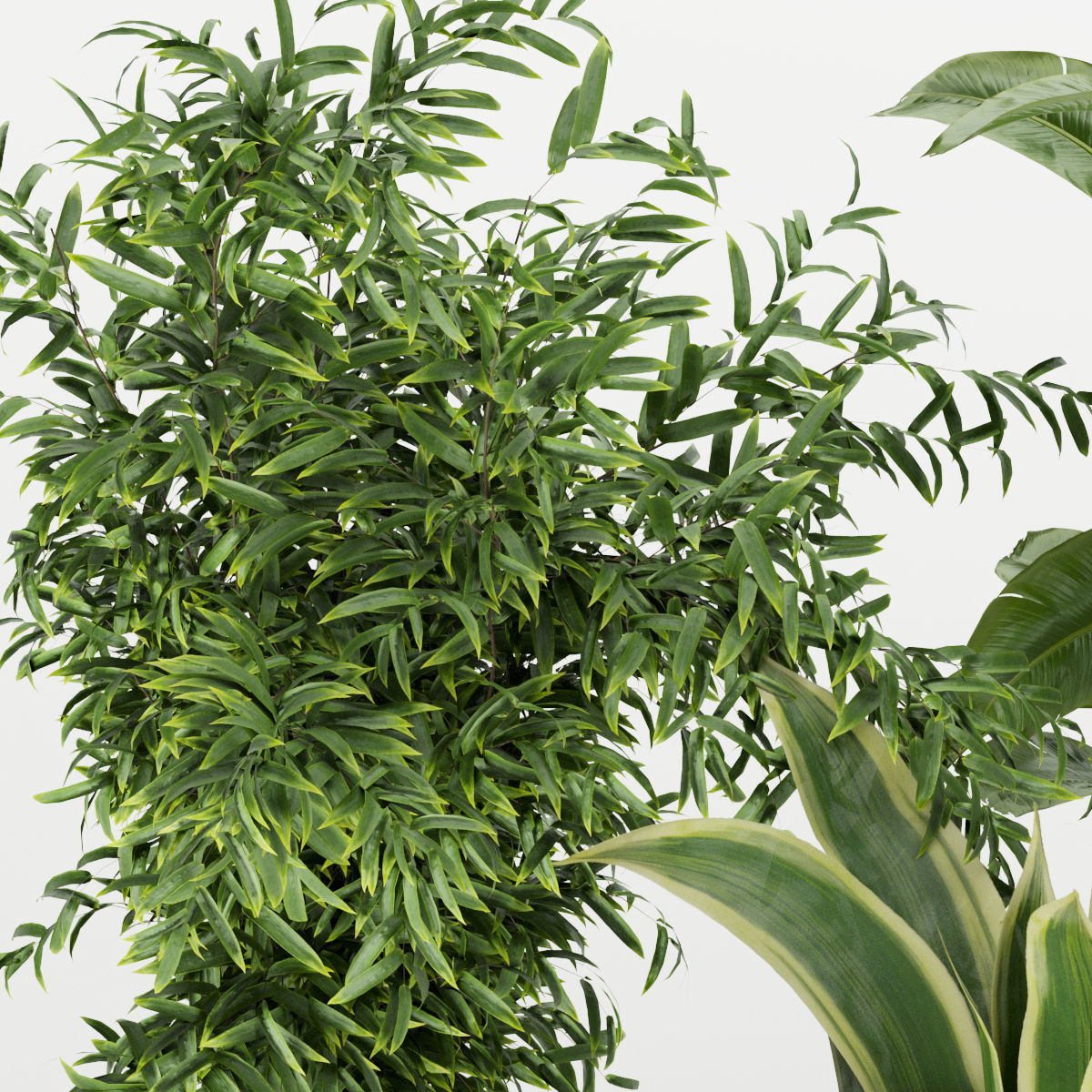 Collection plant vol 353 - fiddle - banana - aspidistra 3D model_3