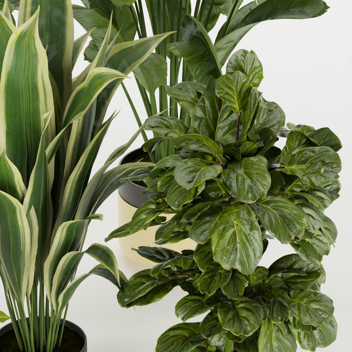 Collection plant vol 353 - fiddle - banana - aspidistra 3D model_1