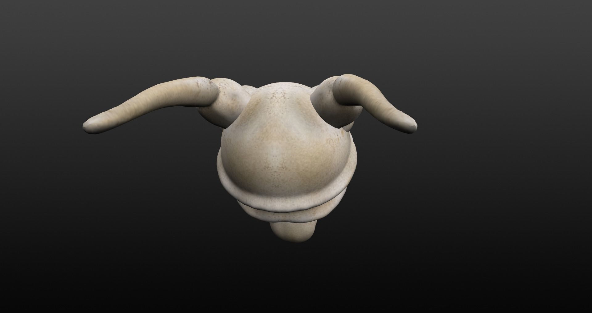 Skull goat head Low-poly 3D model_32