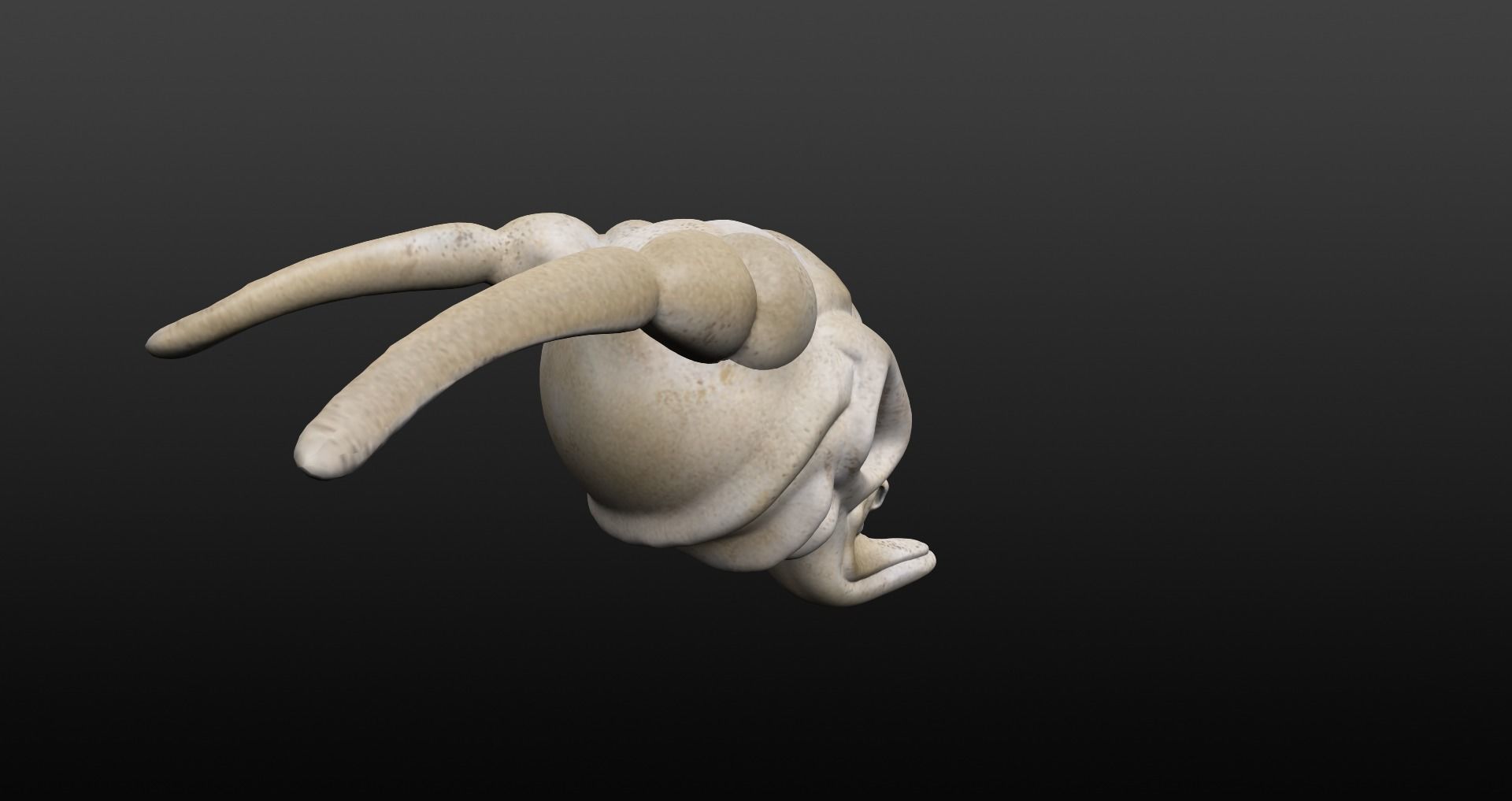 Skull goat head Low-poly 3D model_19