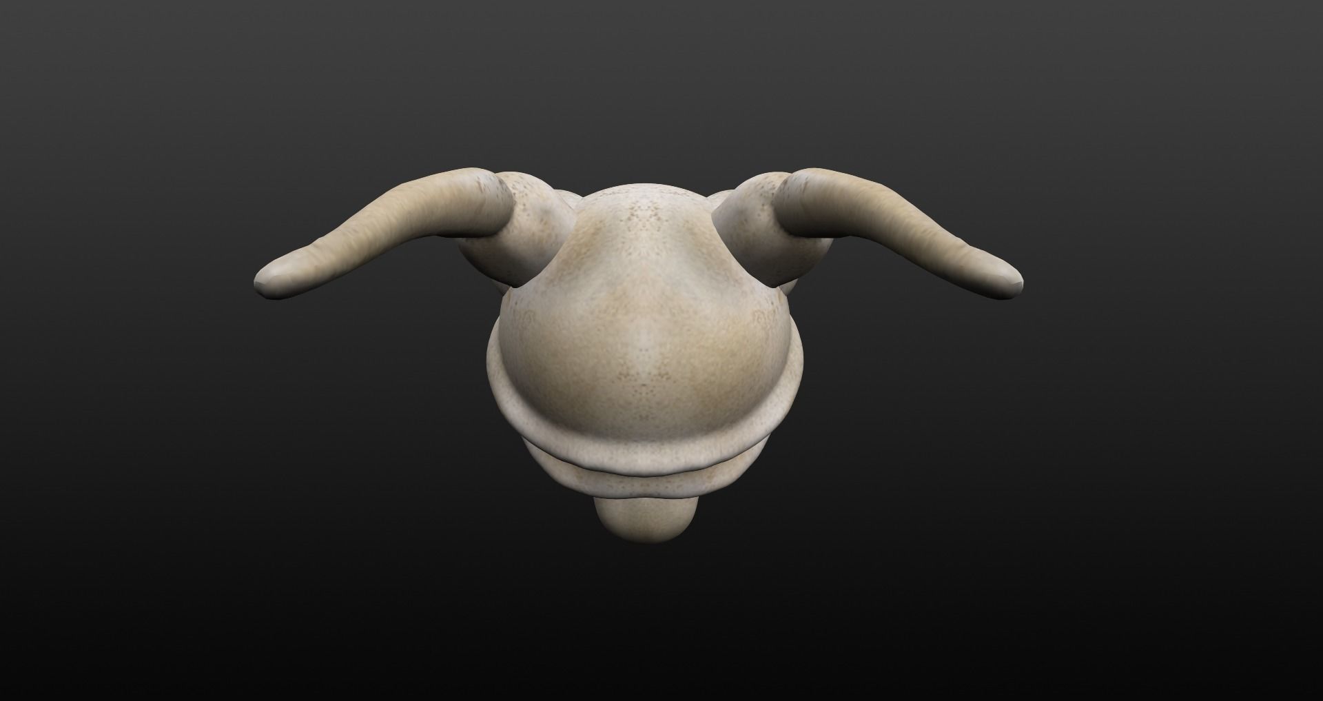 Skull goat head Low-poly 3D model_35