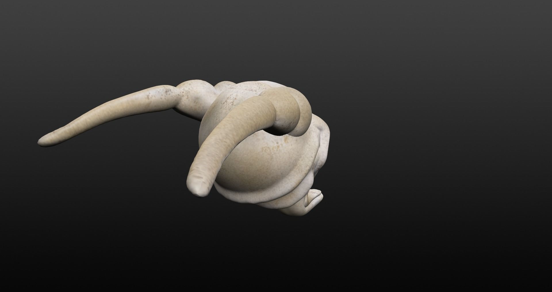 Skull goat head Low-poly 3D model_26