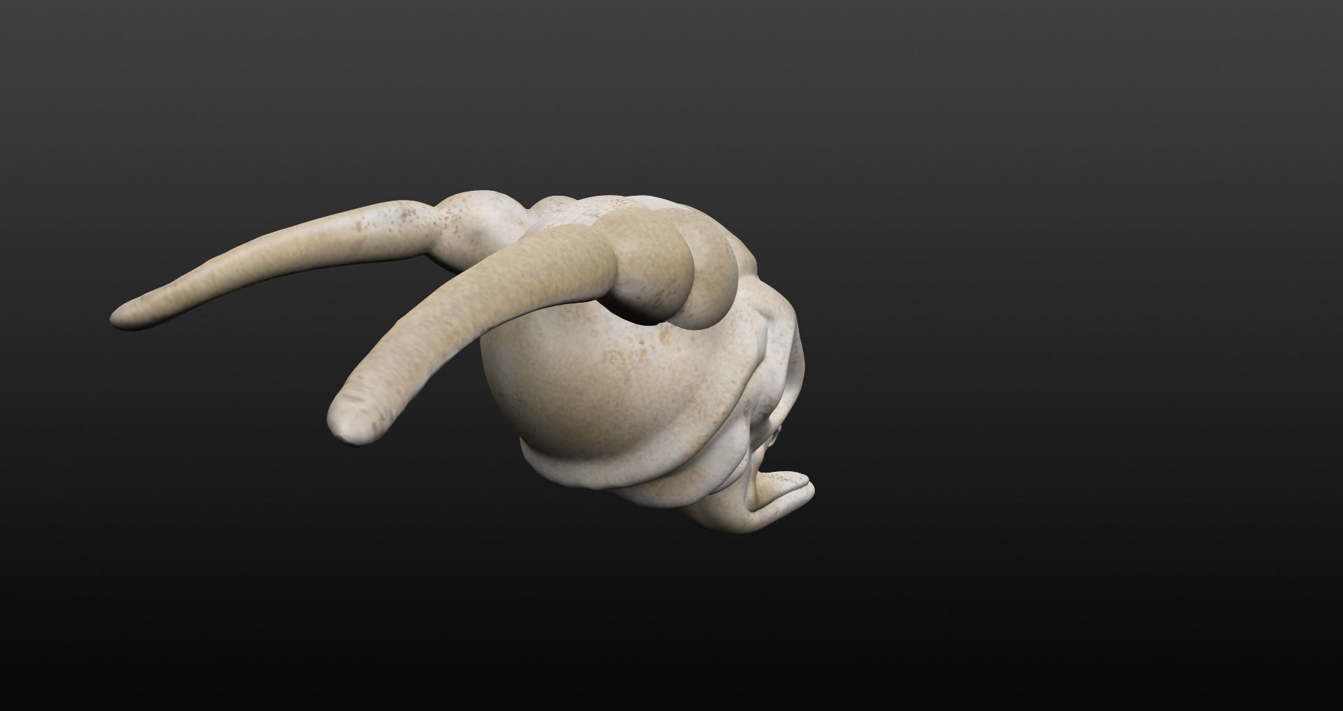 Skull goat head Low-poly 3D model_23