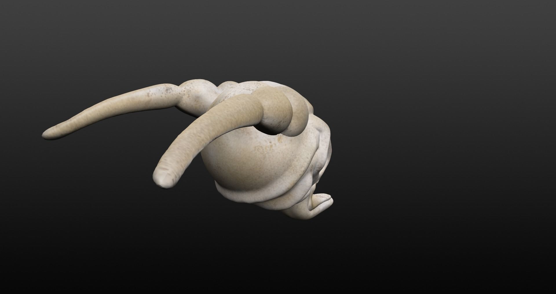 Skull goat head Low-poly 3D model_24