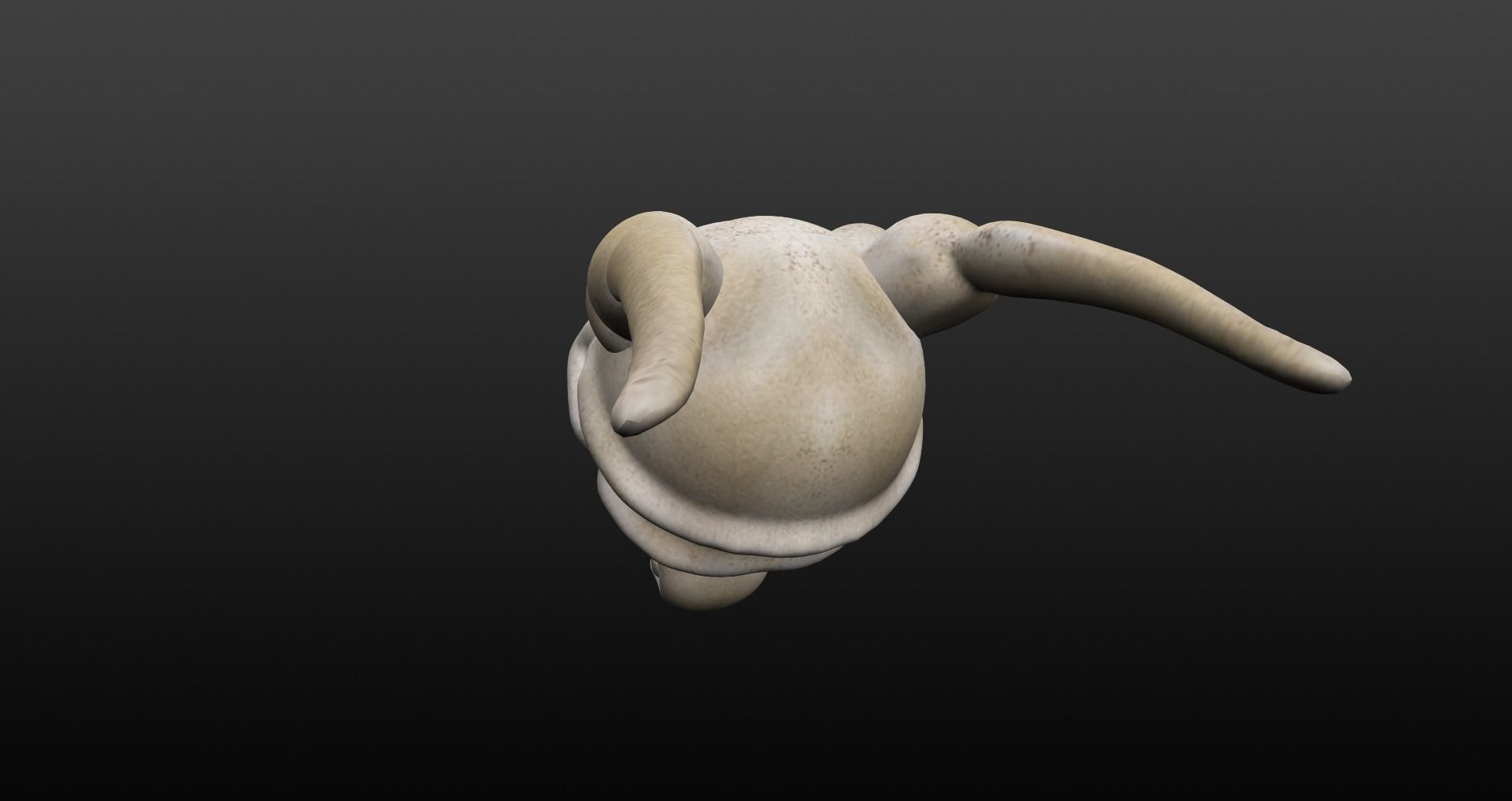 Skull goat head Low-poly 3D model_38