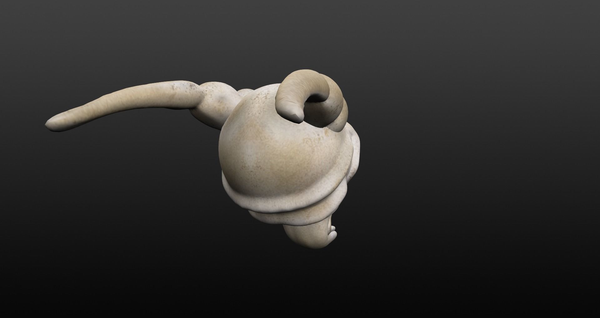 Skull goat head Low-poly 3D model_28