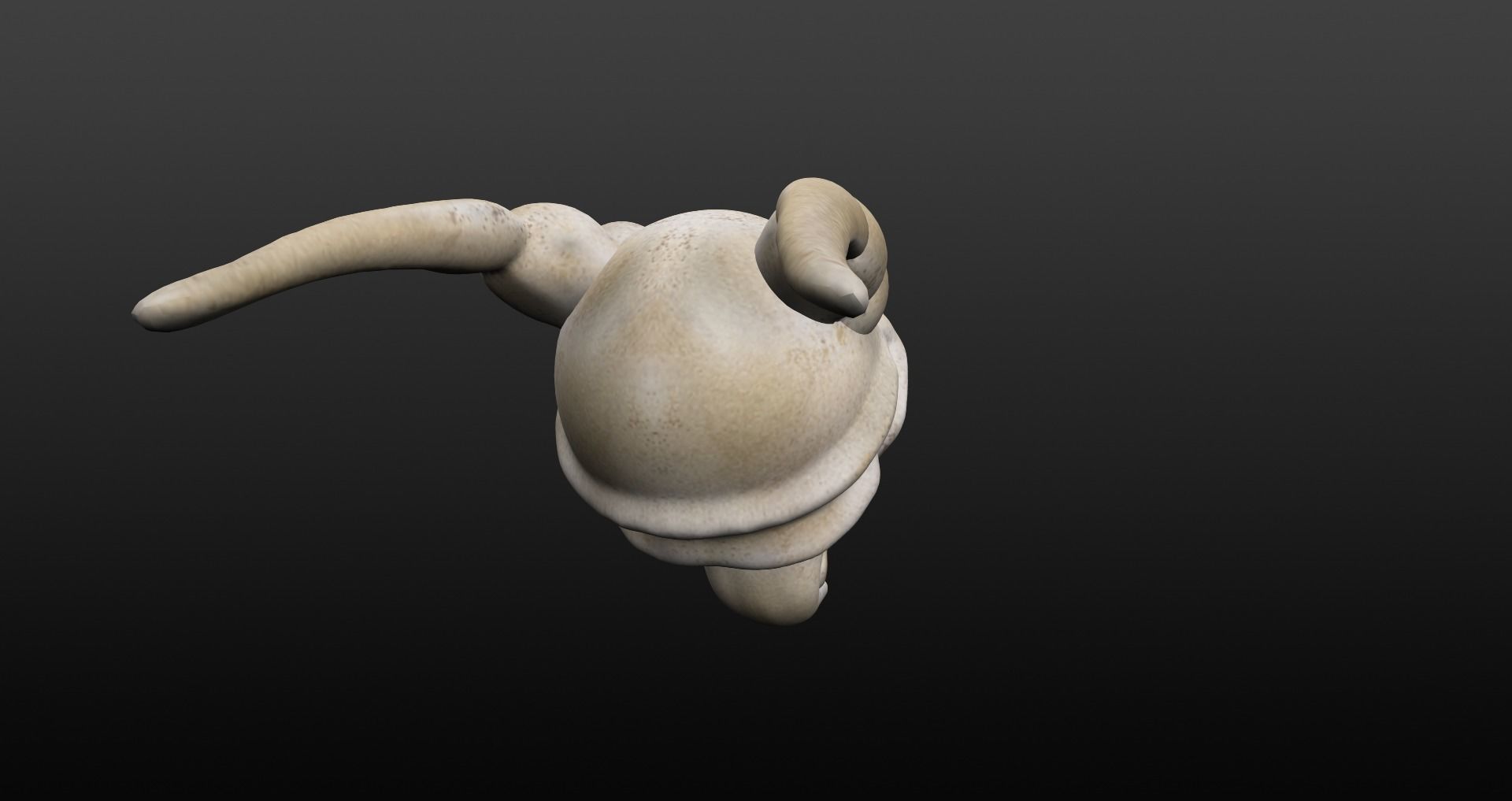 Skull goat head Low-poly 3D model_29