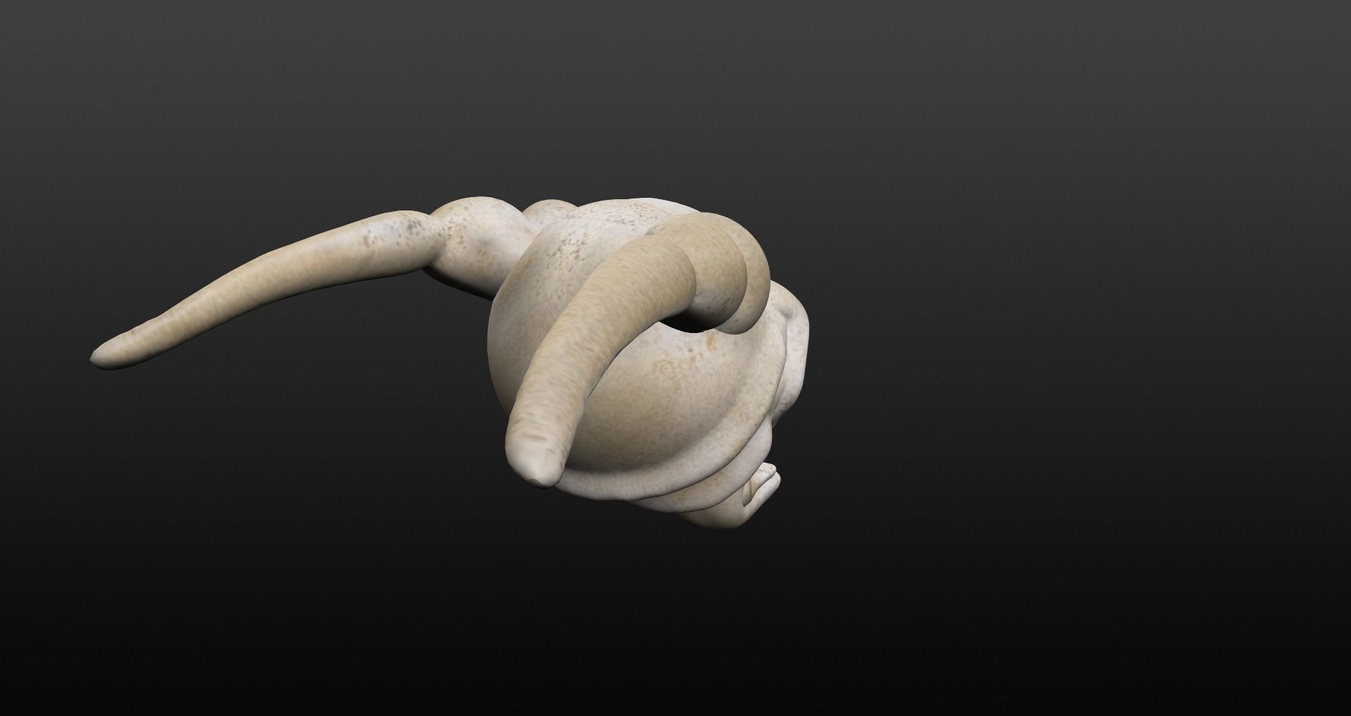 Skull goat head Low-poly 3D model_27