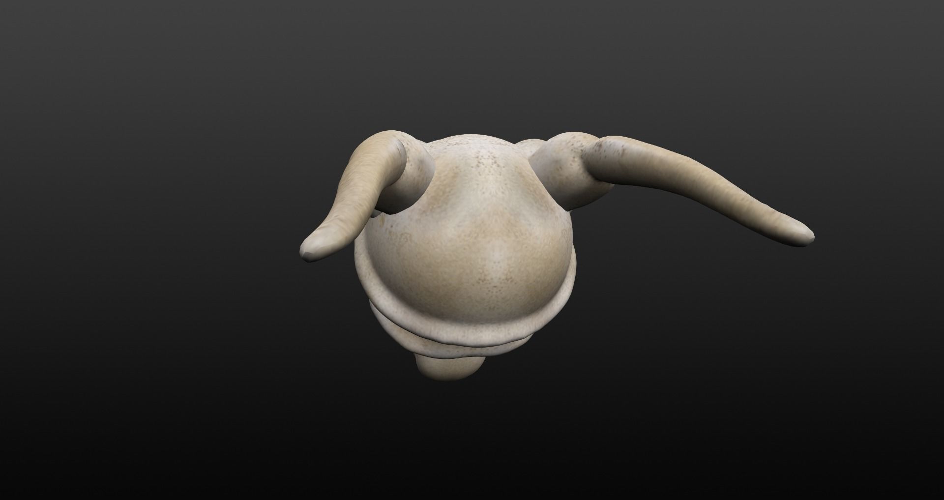 Skull goat head Low-poly 3D model_36