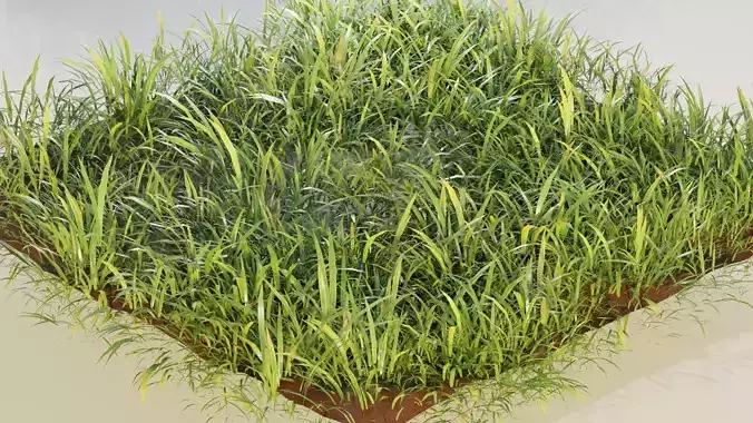 Realistic Grass in square shape