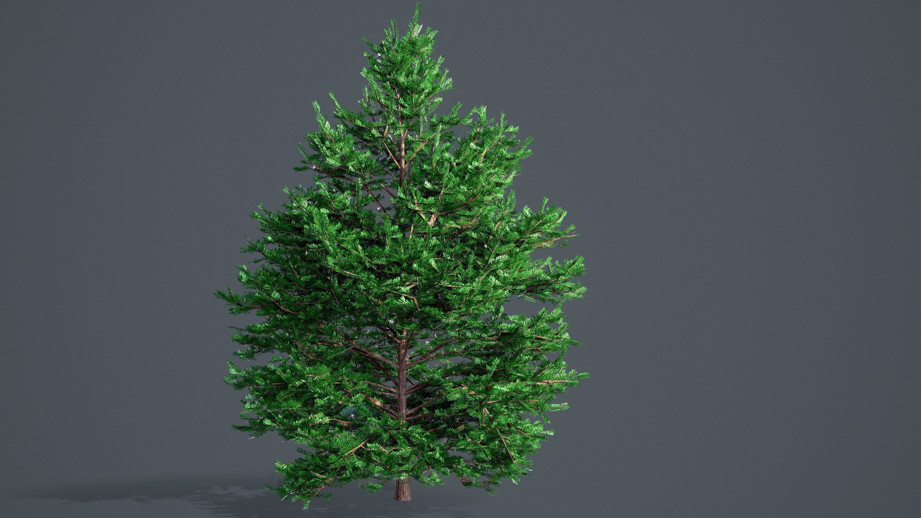 White Fir - Abies Concolor pack with LODs Low-poly 3D model_4