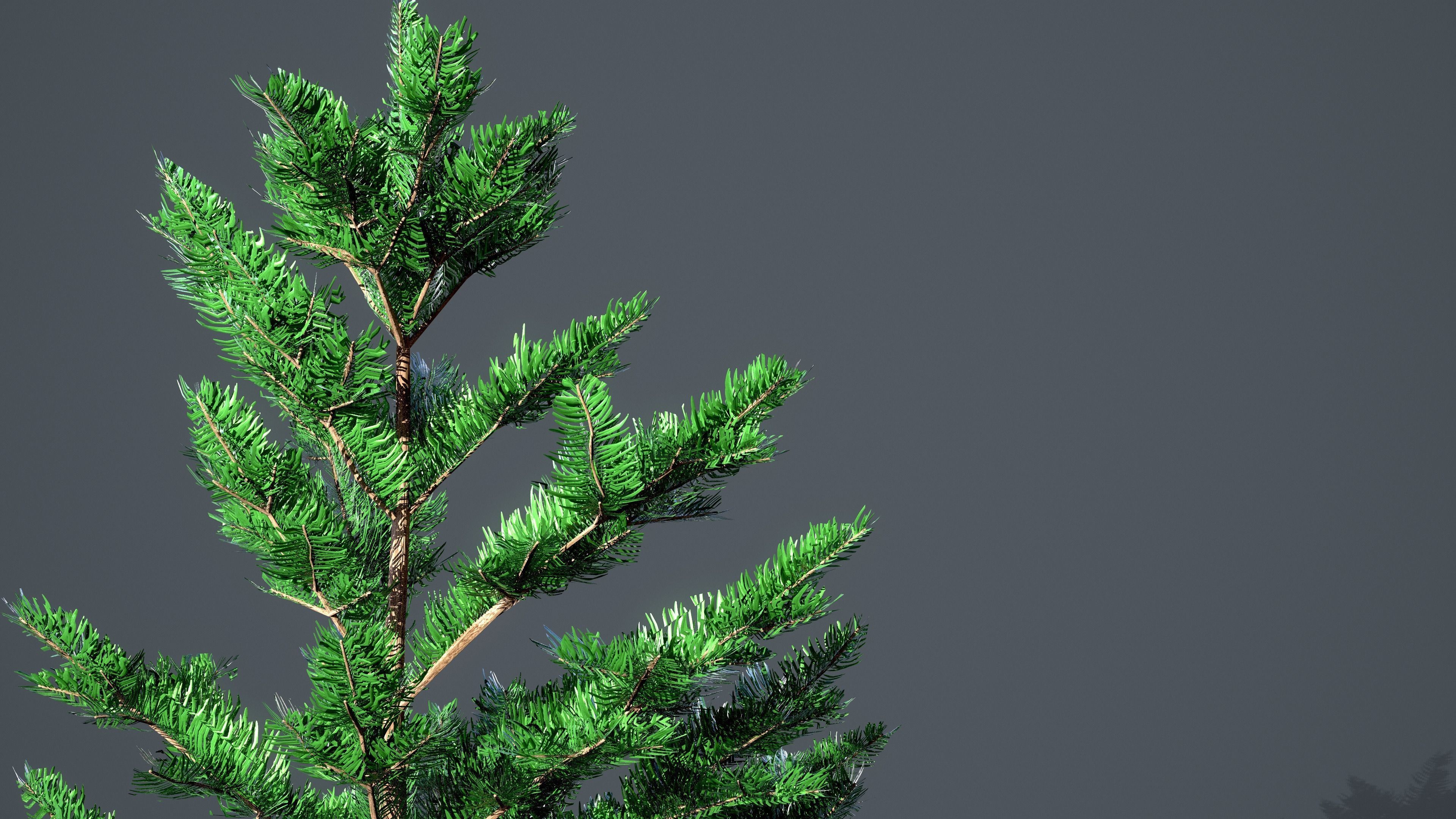 White Fir - Abies Concolor pack with LODs Low-poly 3D model_8