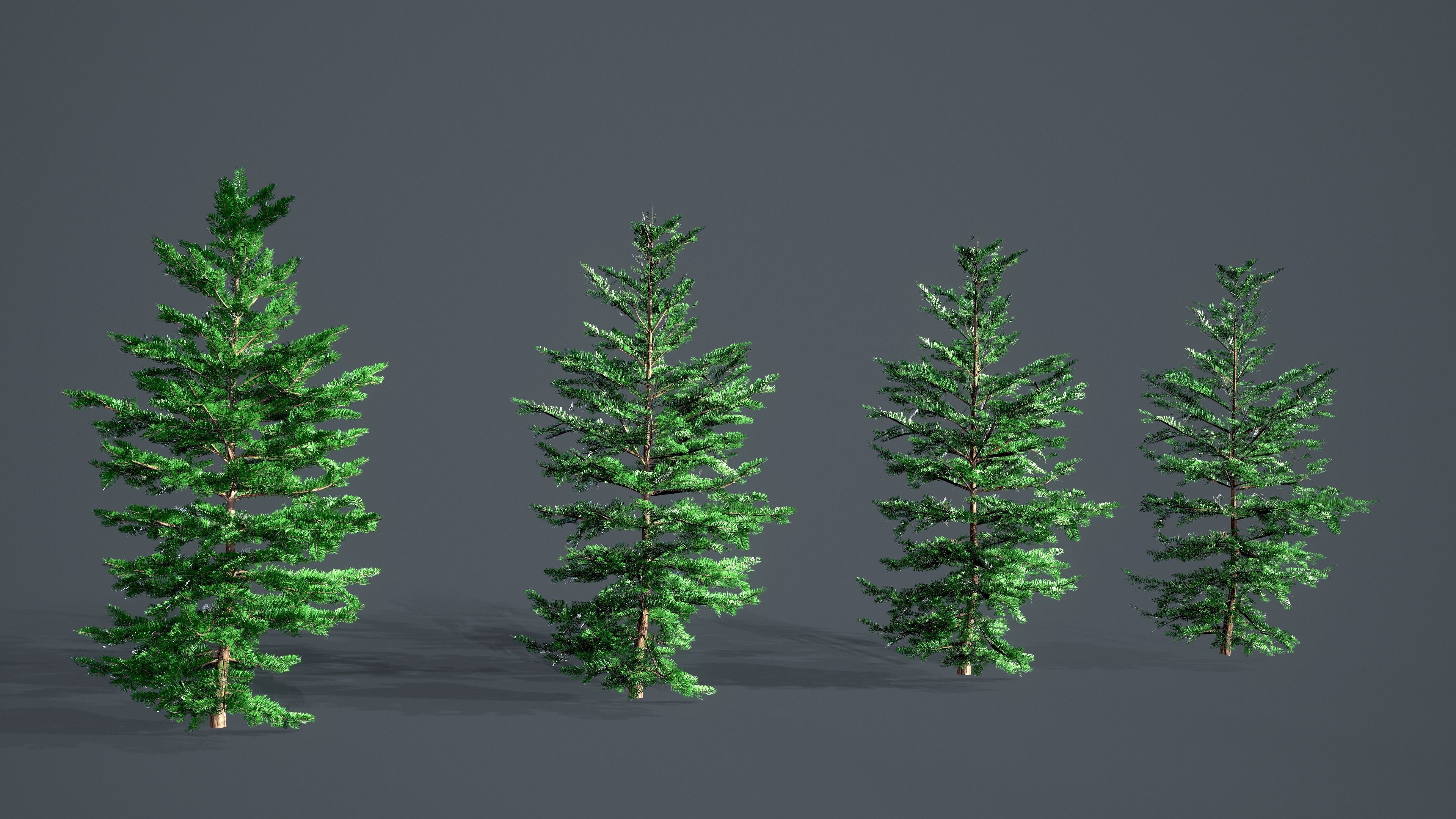 White Fir - Abies Concolor pack with LODs Low-poly 3D model_7