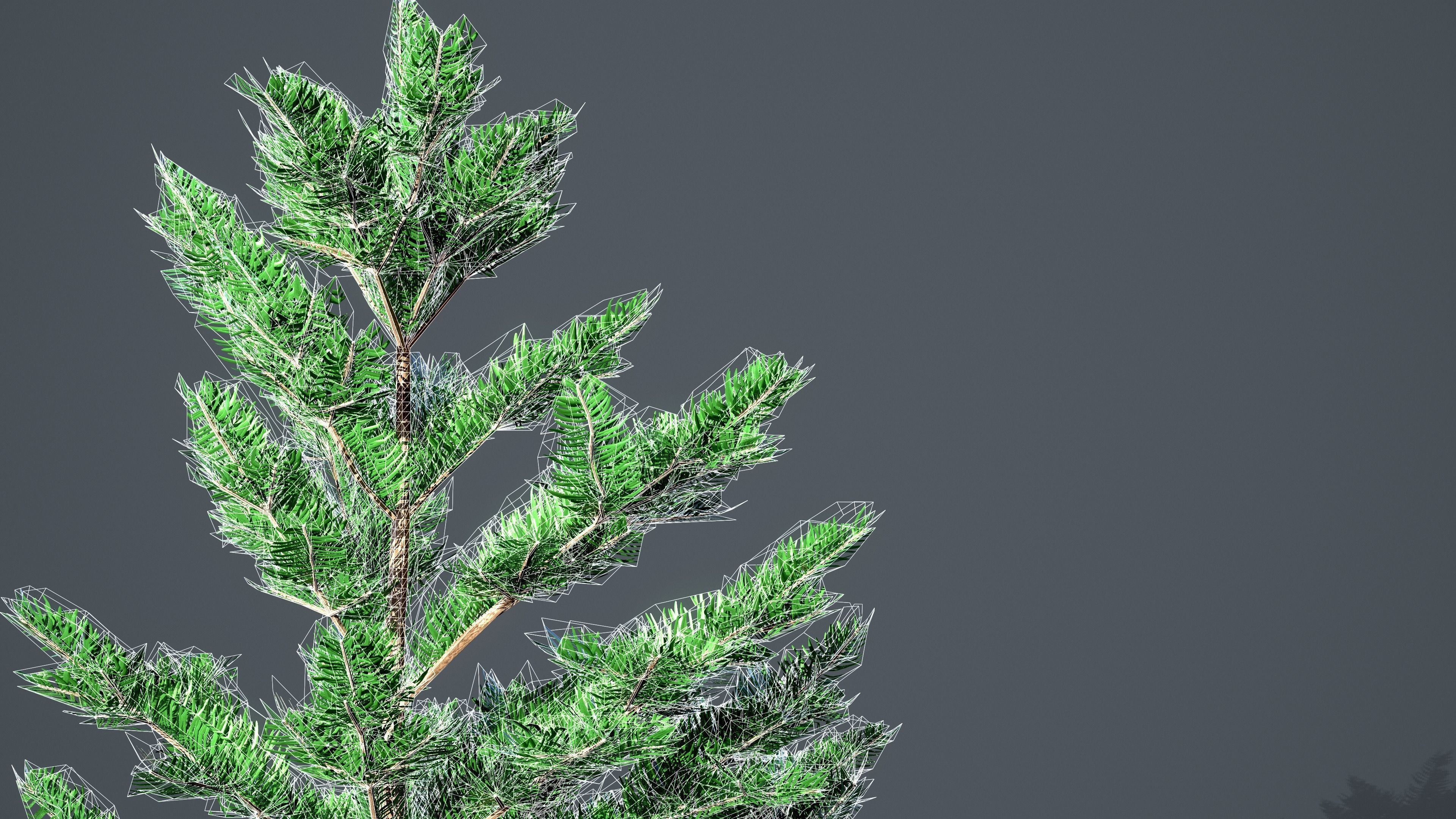 White Fir - Abies Concolor pack with LODs Low-poly 3D model_9