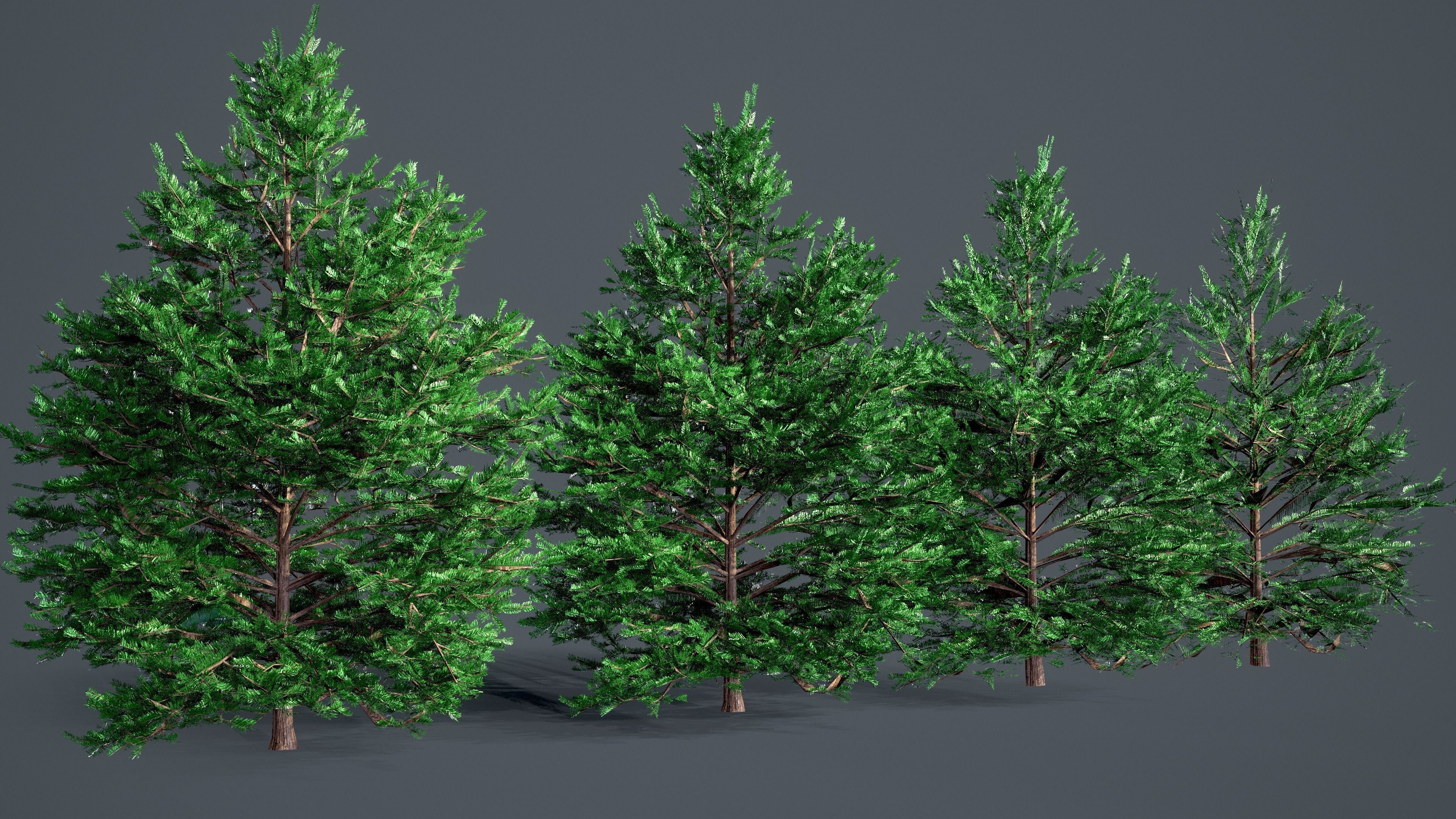 White Fir - Abies Concolor pack with LODs Low-poly 3D model_5