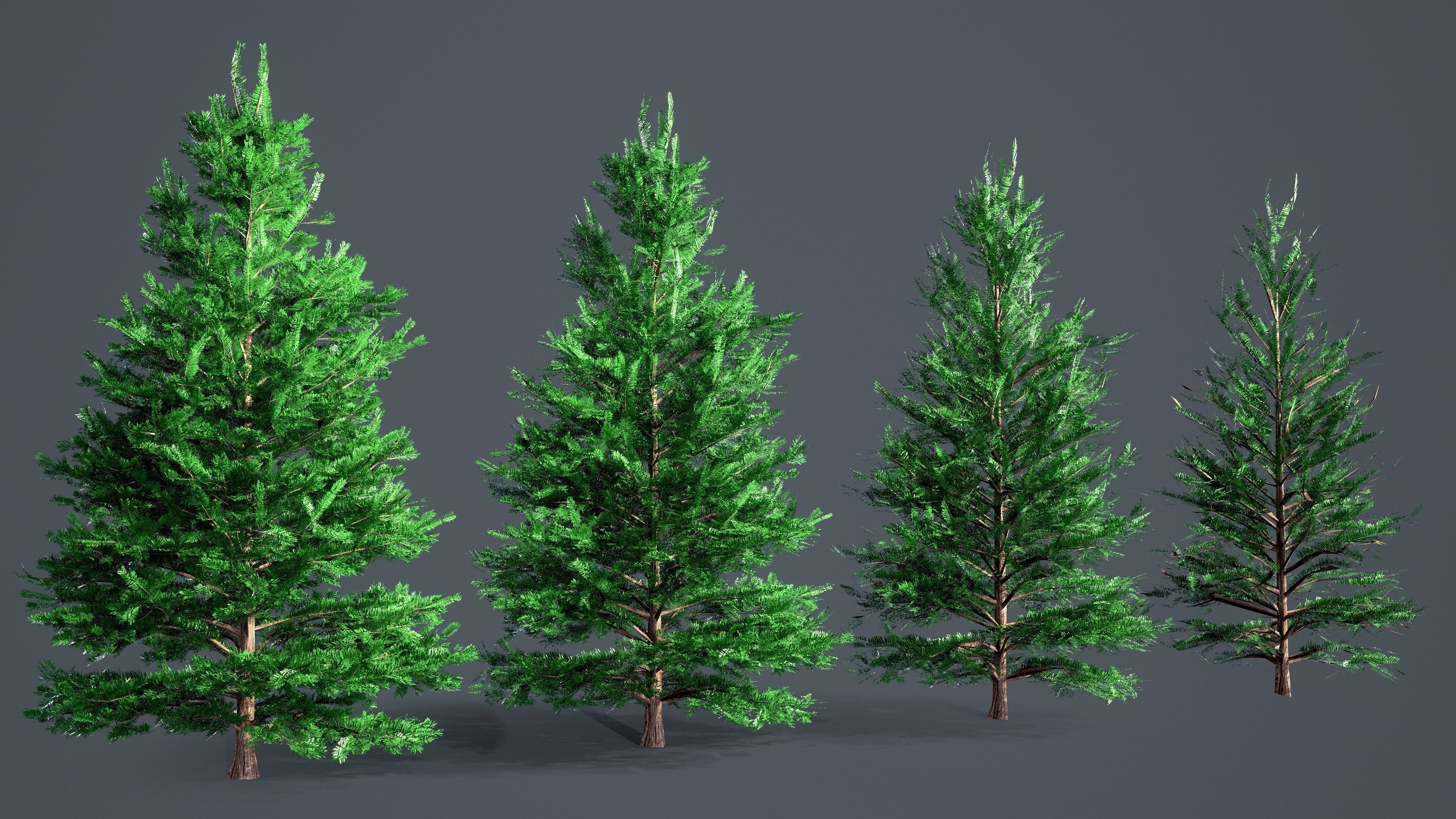 White Fir - Abies Concolor pack with LODs Low-poly 3D model_3