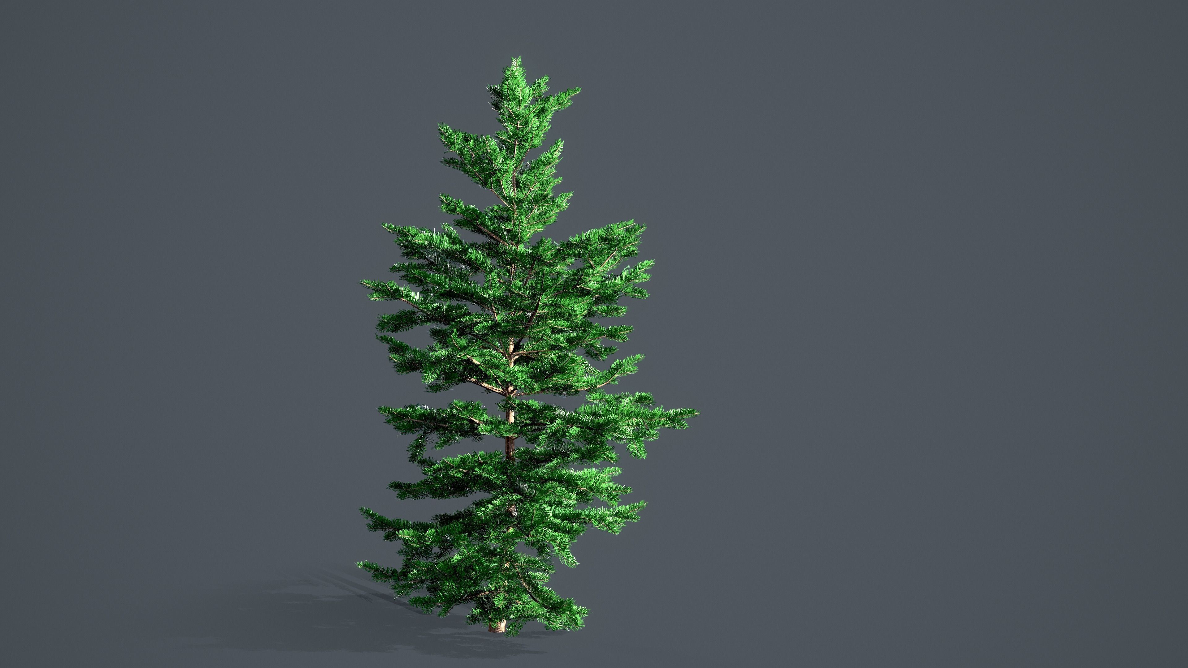 White Fir - Abies Concolor pack with LODs Low-poly 3D model_6