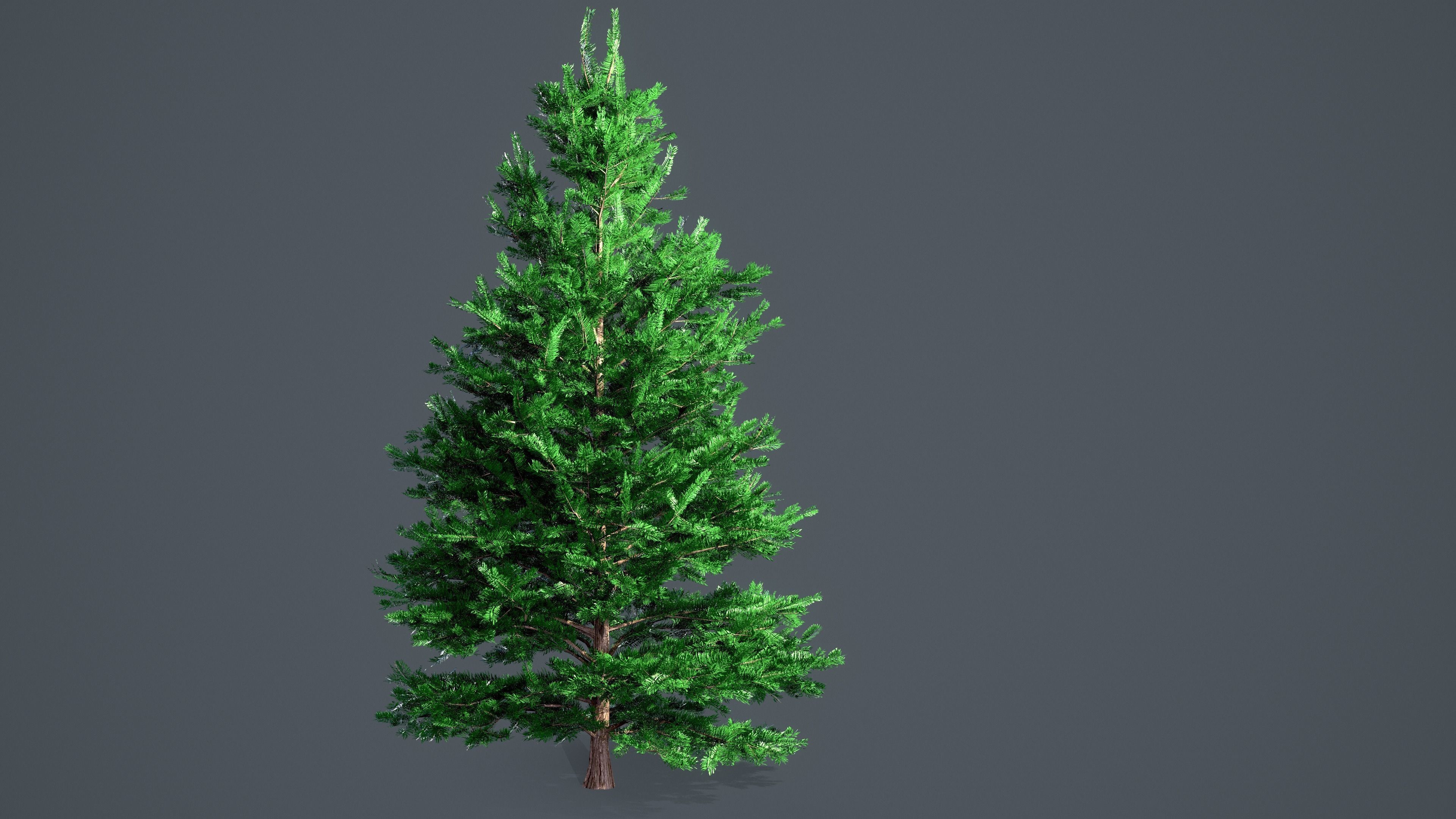 White Fir - Abies Concolor pack with LODs Low-poly 3D model_2