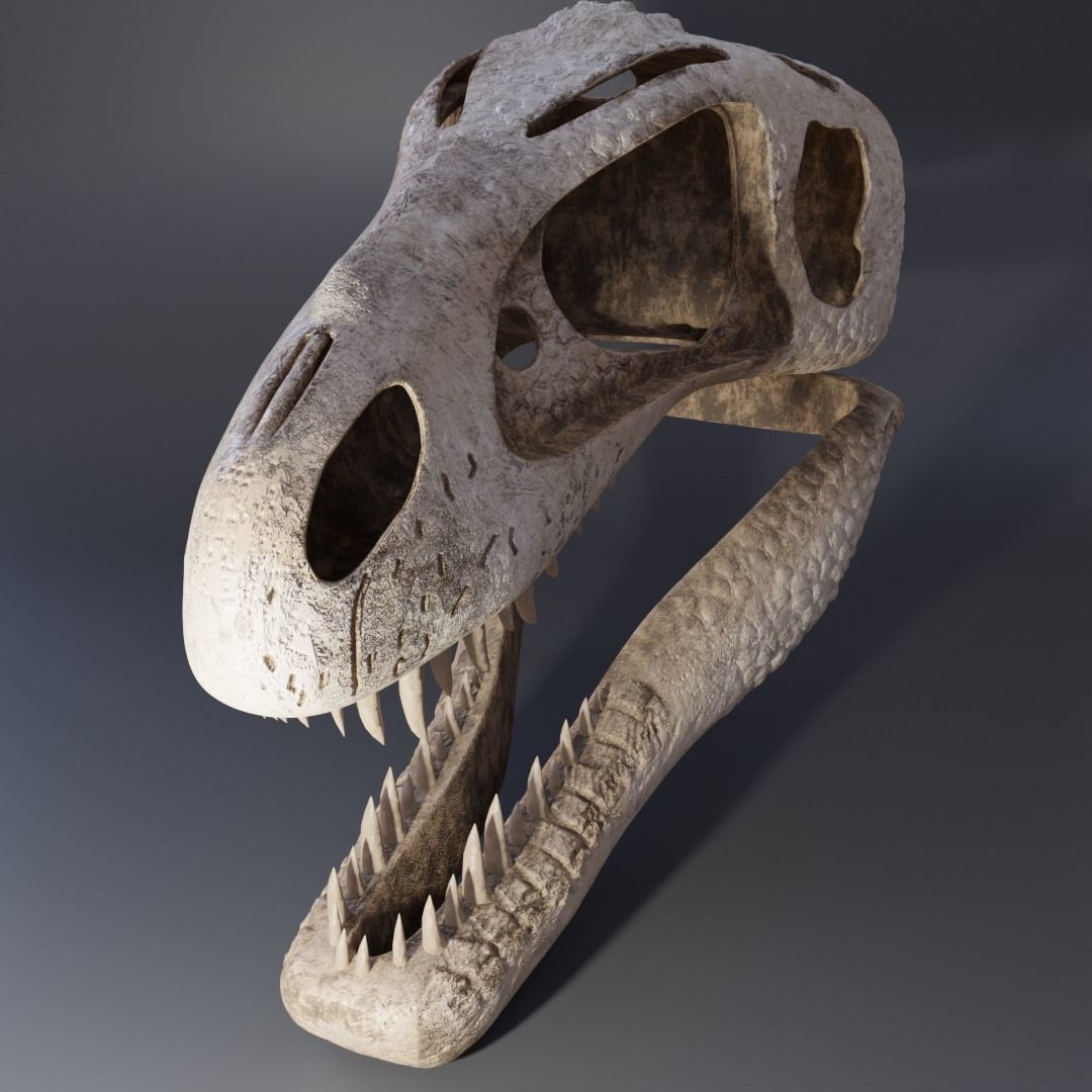 Tyrannosaurus Rex Skull 3D model_3