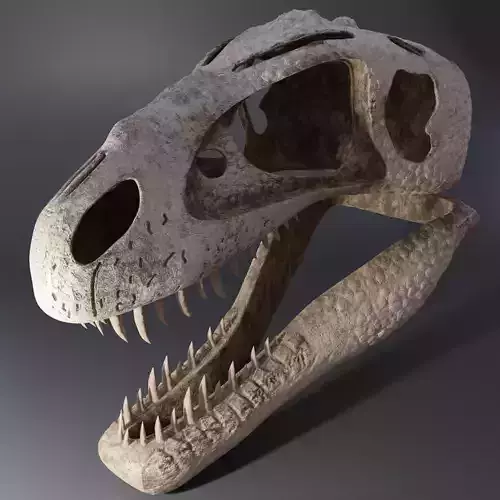 Tyrannosaurus Rex Skull